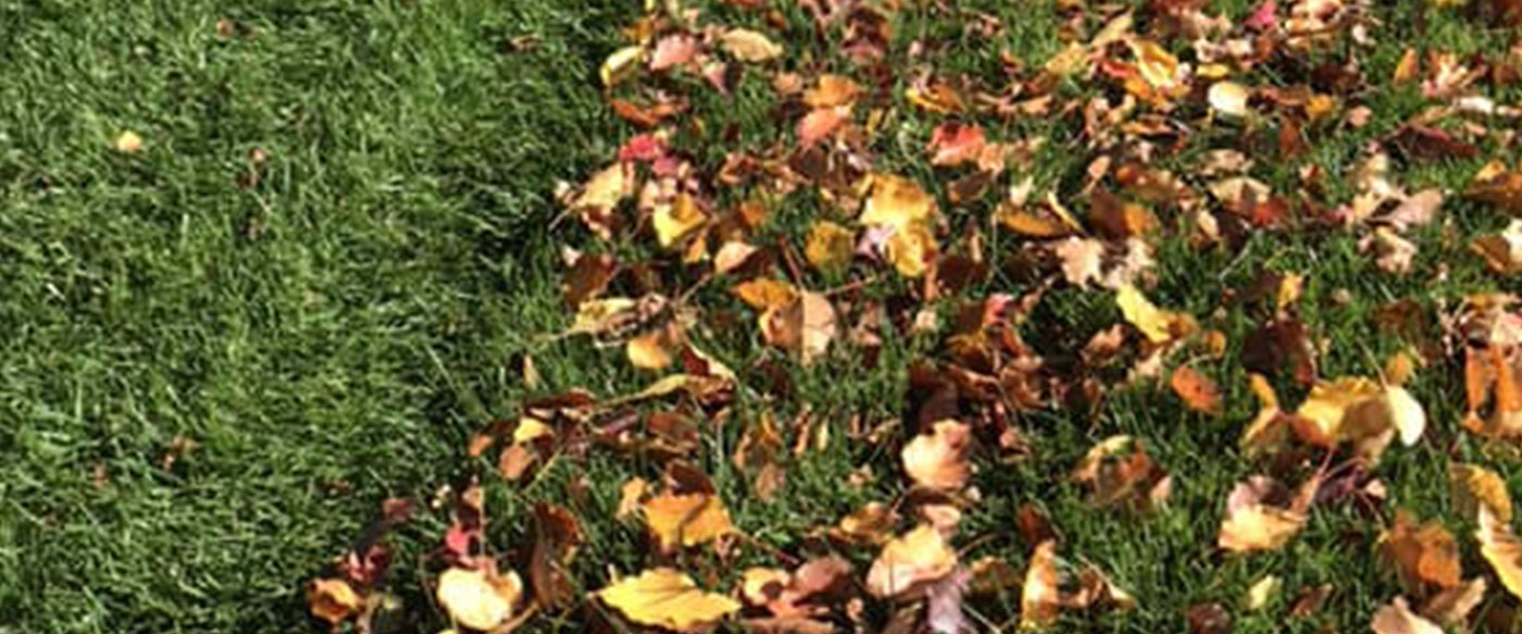 Leaf Removal and Edging